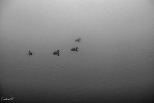 ברווזים להדפסה על קנבס