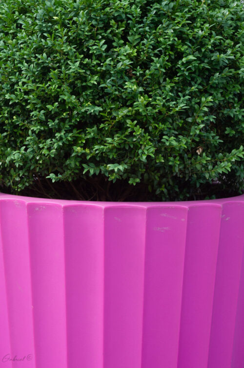 עציץ להדפסה