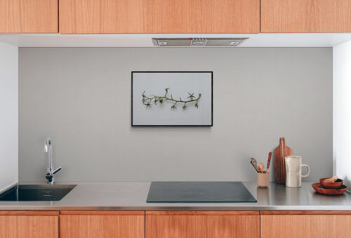 עגבניות שרי