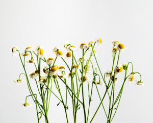 צמח קמומיל להדפסה